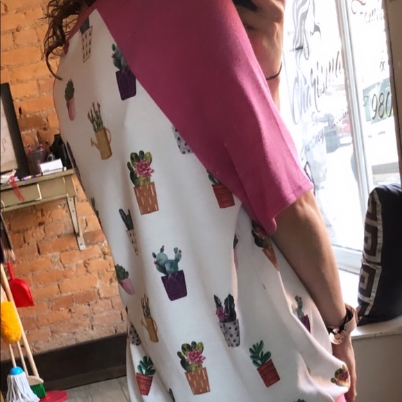 Plant succulent top - Picture 2 of 3